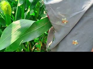 6883851ab702b I Fucked My Friend's Wife for the First Time in the Cornfield Today